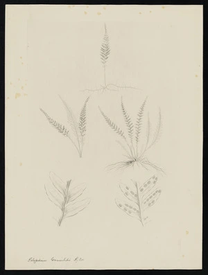 Parkinson, Sydney, 1745-1771: Polypodium grammitidis R.Br. [Ctenopteris heterophylla (Grammitaceae) - Plate 579]