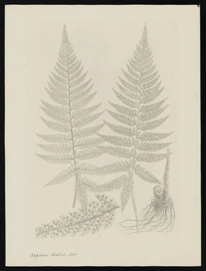 Parkinson, Sydney, 1745-1771: Aspidium richardi, Hook. [Polystichum richardii (Dryopteridaceae) - Plate 575]