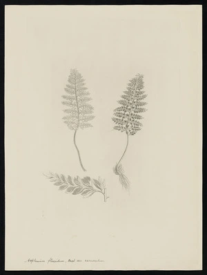 Parkinson, Sydney, 1745-1771: Asplenium flaccidum, Forst. var. caruosulum [Aplenium terrestre subsp. maritimum (Aspleniaceae) - Plate 574]