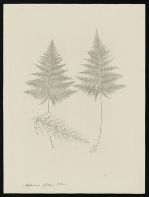 Parkinson, Sydney, 1745-1771: Nephrodium glabellum. A Cunn. [Lastreopsis glabella (Dryopteridaceae) - Plate 577]