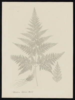 Parkinson, Sydney, 1745-1771: Nephrodium velutinum. Hook. f. [Lastreopsis velutina (Dryopteridaceae) - Plate 578]