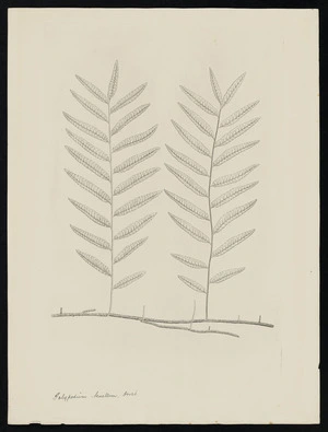 Parkinson, Sydney, 1745-1771: Polypodium tenellum. Forst. [Arthropteris tenella (Nephrolepidaceae) - Plate 581]