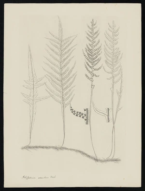 Parkinson, Sydney, 1745-1771: Polypodium scandens Forst. [Phymatosorus scandens (Polypodiaceae) - Plate 580]