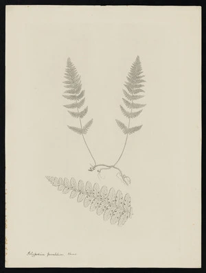 Parkinson, Sydney, 1745-1771: Polypodium punctatum, Thunb [Hypolepis rufobarbata (Dennstaedtiaceae) - Plate 582]