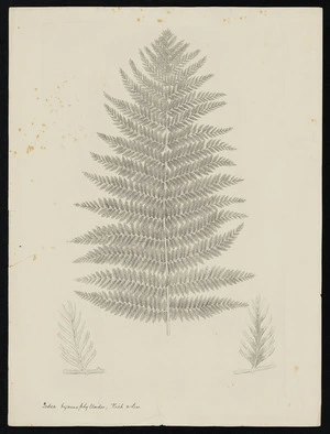 Parkinson, Sydney, 1745-1771: Todea hymenophylloides, Rich & Less. [Leptopteris hymenophylloides (Osmundaceae) - Plate 584]