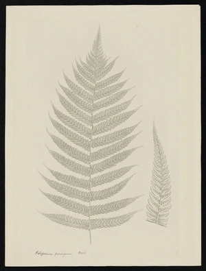Parkinson, Sydney, 1745-1771: Polypodium pennigerum. Forst. [Pneumatopteris pennigera (Thelypteridaceae) - Plate 583]