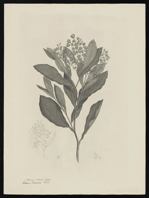 Parkinson, Sydney, 1745-1771: Dodonae viscosa. Jacq. [Pteris tremula R. Br.][Dodonaea viscosa (Sapindaceae) - Plate 594] Society Islands