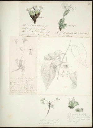 [Buchanan, John] 1819-1898 :Labiate flowers ... Alpine ... February - March 1863.