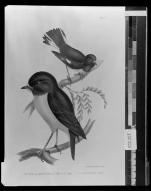 Lithotint of Petroica Diffenbachii (South Island Tomtit) by G R Gray