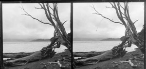 Fallen trees at edge of water [lake? ocean?] Catlins area, Clutha District, Otago Region