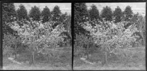 Blossoming fruit tree [photographer William and Lydia Myrtle Williams' Royal Terrace house, Kew, Dunedin?]