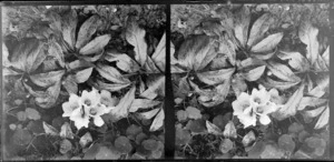 Winter roses (Hellebores) in garden [photographer William and Lydia Myrtle Williams' Royal Terrace house, Kew, Dunedin?]