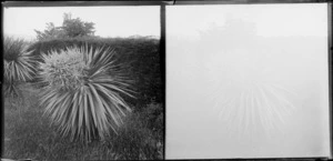 Flowering cabbage tree [photographer William and Lydia Myrtle Williams' Royal Terrace house, Kew, Dunedin?]