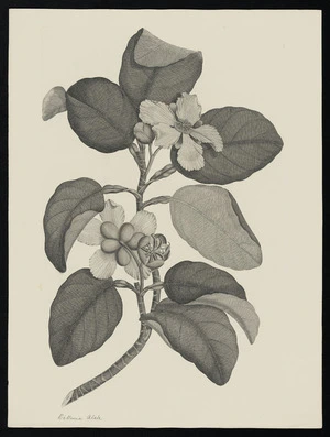 Parkinson, Sydney, 1745-1771: Dillenia Alata [Dillenia alata (Dilleniaceae) - Plate 1]