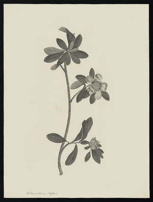 Parkinson, Sydney, 1745-1771: Dilleniastrum replans [Hibbertia scandens (Dilleniaceae) - Plate 3]