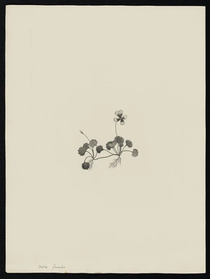 Parkinson, Sydney, 1745-1771: Viola frumilis [Viola hederacea (Violaceae) - Plate 8]