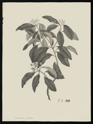 Parkinson, Sydney, 1745-1771: Diervilloides, axillaris [Pittosporum ferrugineum (Pittosporaceae) - Plate 13]