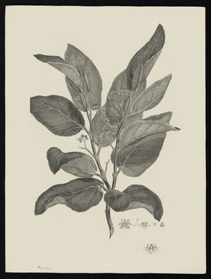 Parkinson, Sydney, 1745-1771: Bignonia [Commersonia bartramia (Sterculiaceae) - Plate 25]