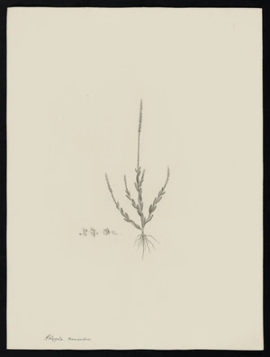 Parkinson, Sydney, 1745-1771: Polygala, monandra [Salomonia oblongifolia (Polygalaceae) - Plate 14]
