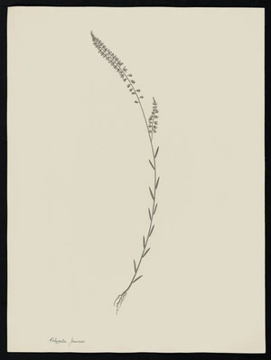 Parkinson, Sydney, 1745-1771: Polygala Juncea [Polygala longifolia (Polygalaceae) - Plate 15]