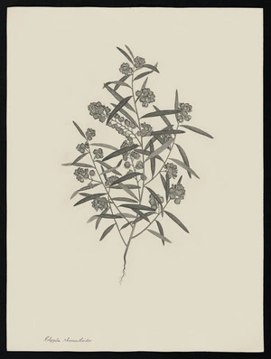 Parkinson, Sydney, 1745-1771: Polygala rhinanthoides [Polygala rhinanthoides (Polygalaceae) - Plate 16]