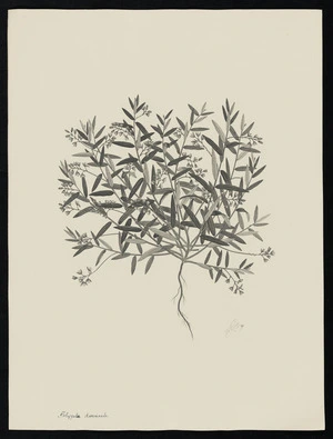 Parkinson, Sydney, 1745-1771: Polygala divaricata [Polygala linariifolia (Polygalaceae) - Plate 17]