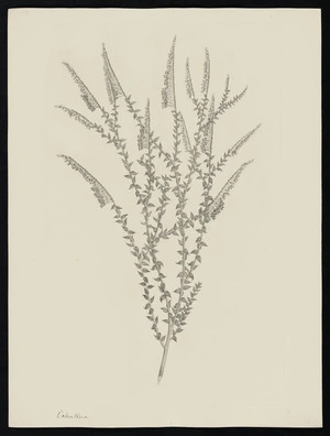 Parkinson, Sydney, 1745-1771: Octanthera [Comesperma secundum (Polygalaceae) - Plate 18]