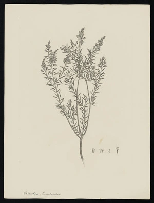 Parkinson, Sydney, 1745-1771: Octanthera, Leniodoroides [Comesperma ericinum (Polygalaceae) - Plate 19]