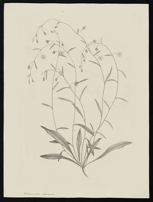Parkinson, Sydney, 1745-1771: Arenarioides, dodecandra [Calandrina sp. (Portulacaceae) - Plate 20]