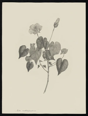Parkinson, Sydney, 1745-1771: Sida multicapusidaris [Abutilon albescens (Malvaceae) - Plate 22]