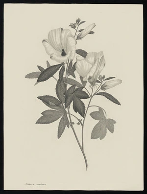Parkinson, Sydney, 1745-1771: Hibiscus seabrosus [Hibiscus meraukensis (Malvaceae) - Plate 23]
