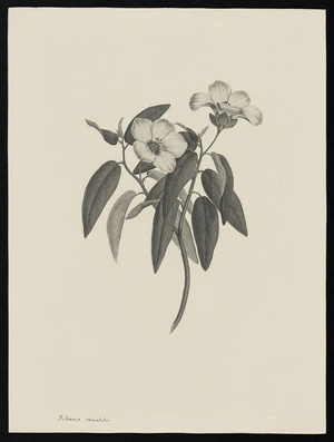 Parkinson, Sydney, 1745-1771: Hibiscus variabilis [Hibiscus normanii (Malvaceae) - Plate 24]