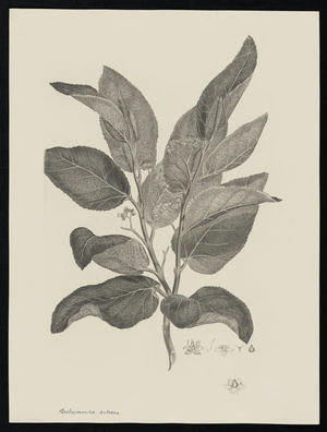 Parkinson, Sydney, 1745-1771: Butnerioides, arbosea [Commersonia bartramia (Sterculiaceae) - Plate 25]