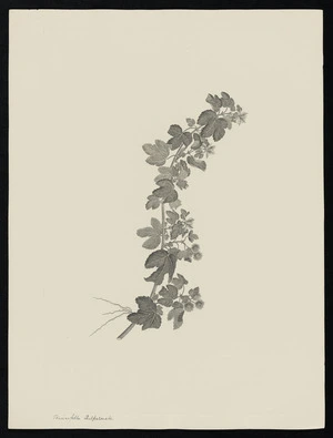Parkinson, Sydney, 1745-1771: Triumfetta Sulpalmata [Triumfetta repens (Tiliaceae) - Plate 26]