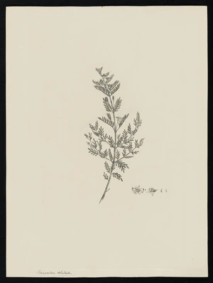 Parkinson, Sydney, 1745-1771: Gauroides, alutata [Boronia alulata (Rutaceae) - Plate 28]