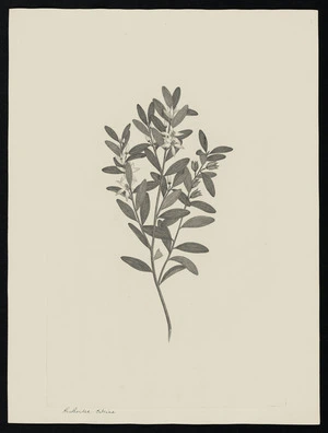 Parkinson, Sydney, 1745-1771: Ruthoides citrina [Eriostemom australasius subsp. banksii (Rutaceae) - Plate 31]