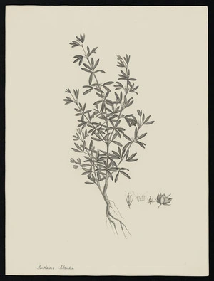 Parkinson, Sydney, 1745-1771: Ruthoides tetrandra [Zieria pilosa (Rutaceae) - Plate 27]