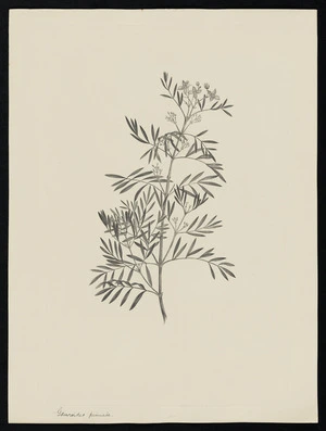 Parkinson, Sydney, 1745-1771: Gauroides pimiata [Boronia pinnata (Rutaceae) - Plate 29]