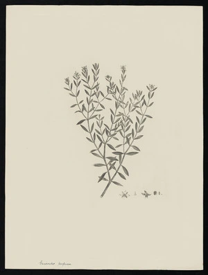 Parkinson, Sydney, 1745-1771: Gauroides purpusea [Boronia parviflora (Rutaceae) - Plate 30]