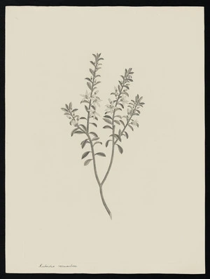 Parkinson, Sydney, 1745-1771: Rutoides verruculosa [Eriostemom buxifolius (Rutaceae) - Plate 32]