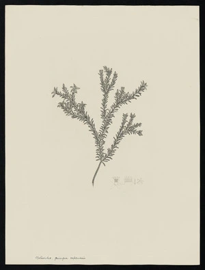 Parkinson, Sydney, 1745-1771: Melioides, quinque capsulari [Philotheca salsolifolia (Rutaceae) - Plate 33]