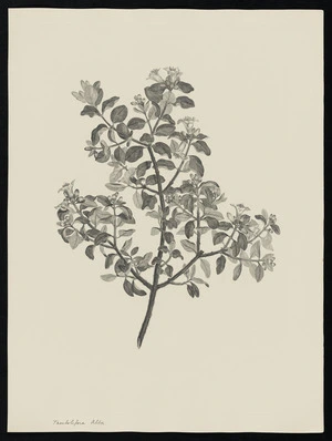 Parkinson, Sydney, 1745-1771: Tambolifera Alba [Correa alba var. alba (Rutaceae) - Plate 34]
