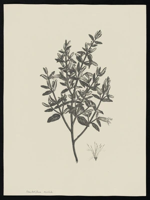 Parkinson, Sydney, 1745-1771: Tambolifrera revoluta [Correa reflexa var. reflexa (Rutaceae) - Plate 35]