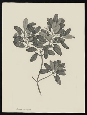 Parkinson, Sydney, 1745-1771: Rutoides emarginata [Acronychia laevis (Rutaceae) - Plate 37]