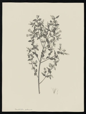 Parkinson, Sydney, 1745-1771: Tambolifera rubicunda [Correa reflexa var. reflexa (Rutaceae) - Plate 36]
