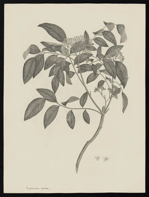Parkinson, Sydney, 1745-1771: Guajacoides, cymosa [Micromelum minutum (Rutaceae) - Plate 38]