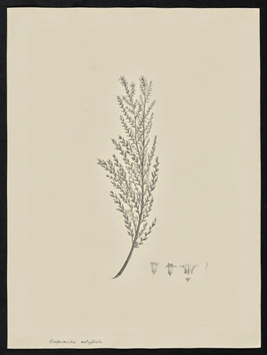 Parkinson, Sydney, 1745-1771: Diapensoides calyptrata [Cryptandra amara (Rhamnaceae) - Plate 43]