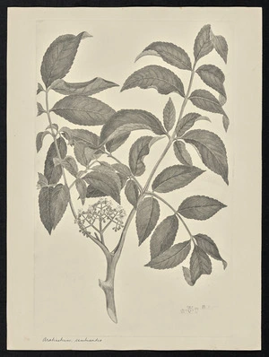 Parkinson, Sydney, 1745-1771: Aratiastrum, sambucoides [Leea indica (Leeaceae) - Plate 44]
