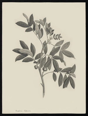 Parkinson, Sydney, 1745-1771: Irichilia Octavidra [Synoum glandulosum (Meliaceae) - Plate 39]