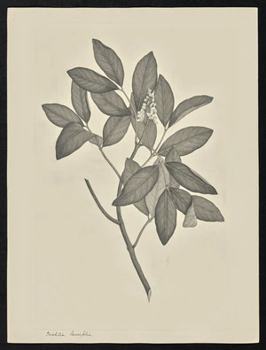 Parkinson, Sydney, 1745-1771: Irichilia, laurifolia [Xylocarpus granatum (Meliaceae) - Plate 40]
